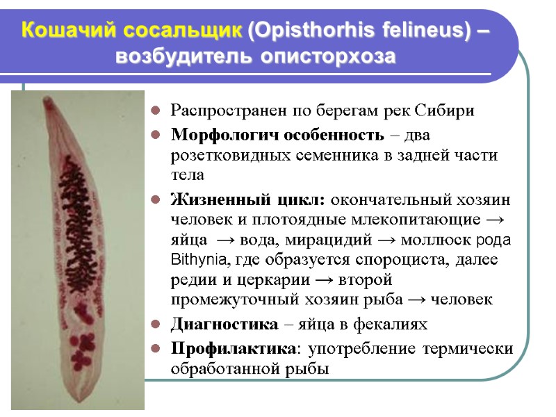 Кошачий сосальщик (Opisthorhis felineus) – возбудитель описторхоза Распространен по берегам рек Сибири Морфологич особенность